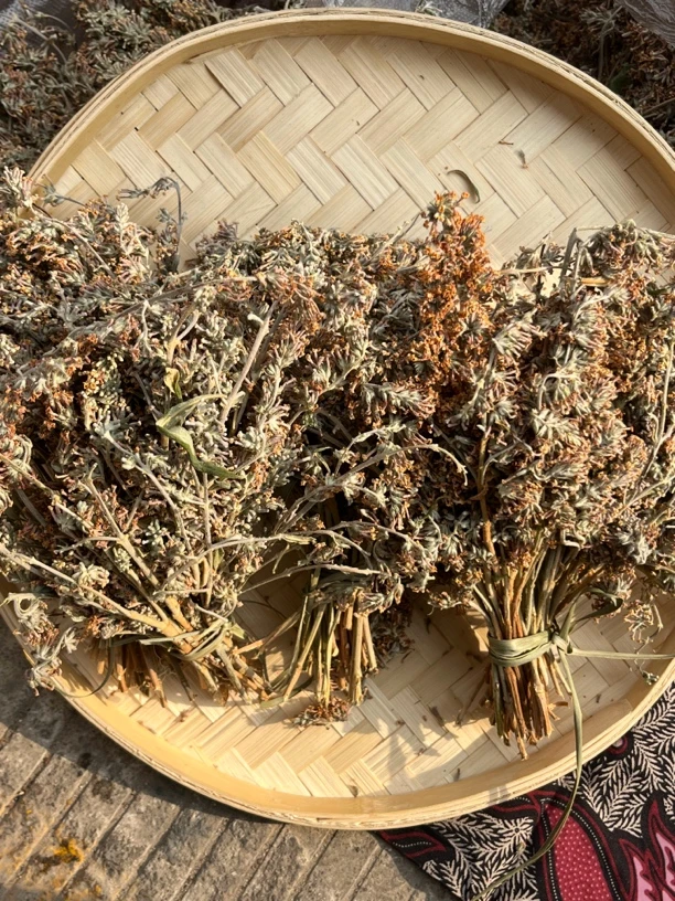 密蒙花参云南本草植物综合链接