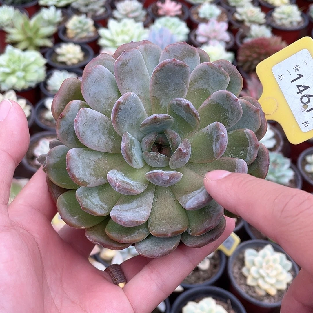 安***之1461号多肉植物盆栽