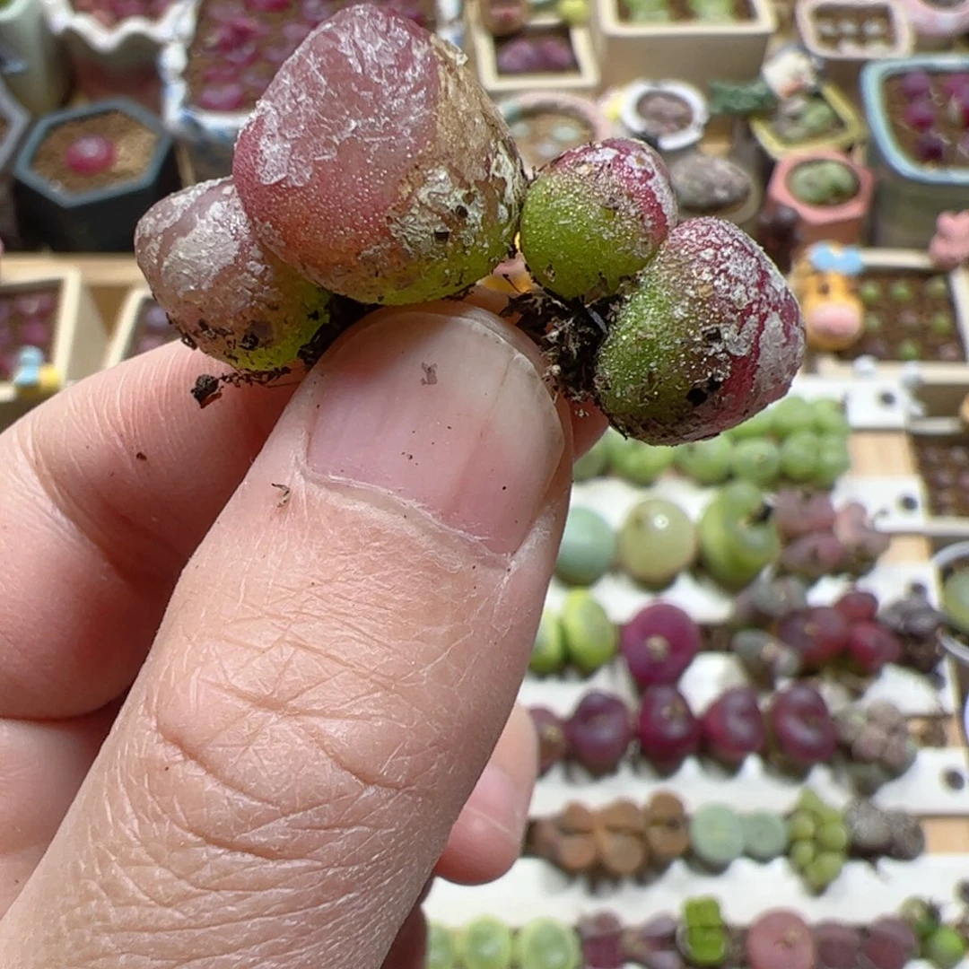 【闪购商品】216 双头灯泡