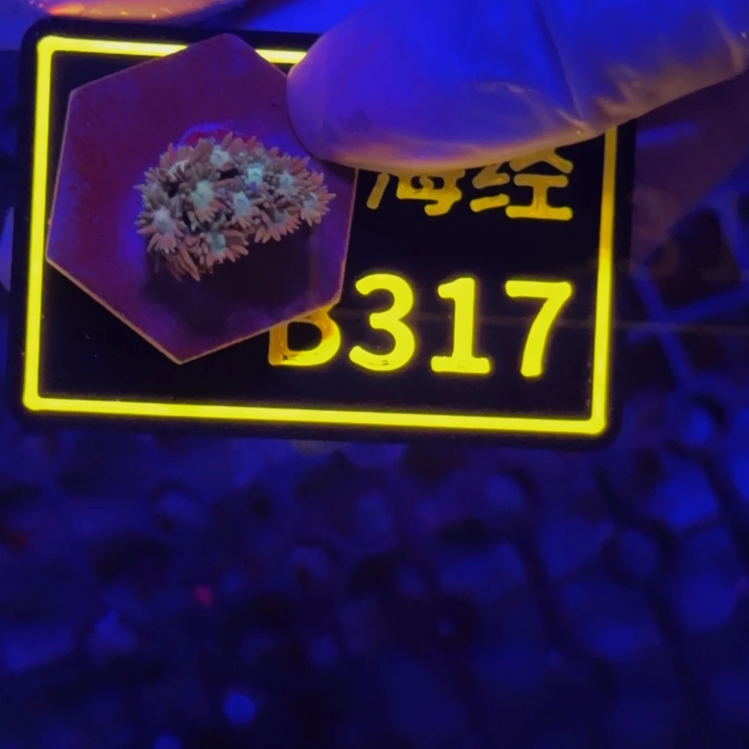 纽扣珊瑚富****器晓晓不包邮马卡龙B317