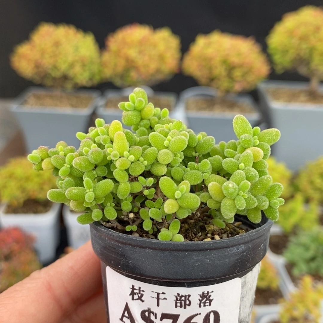 760蜜橘糖球 。