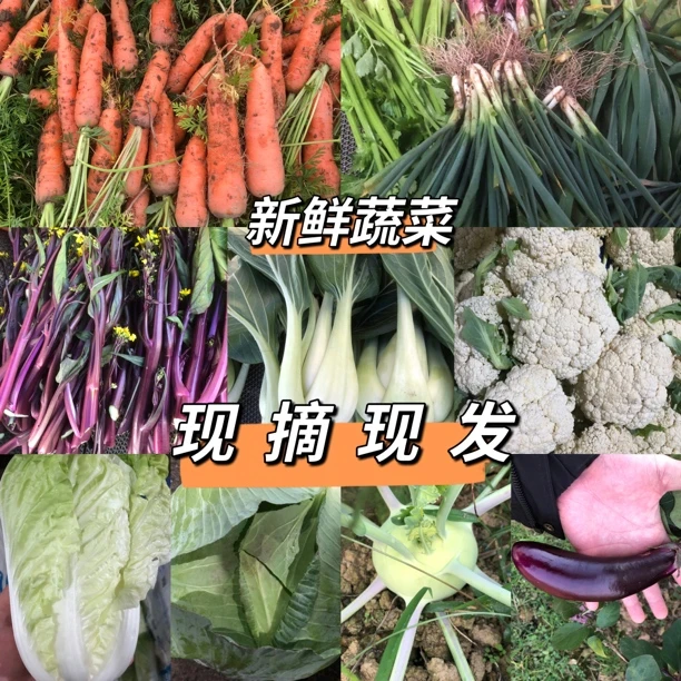 《顺丰包邮》衡阳农家自种当季时蔬 新鲜蔬菜 现摘现发