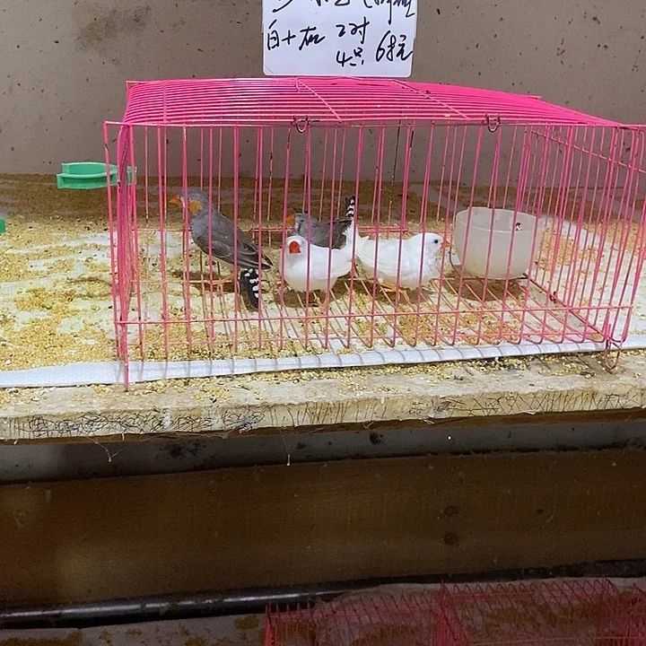 文鸟杨*山珍珠白加灰，包活到家