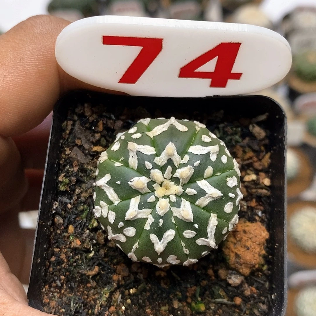 74福利特价咯福利来了