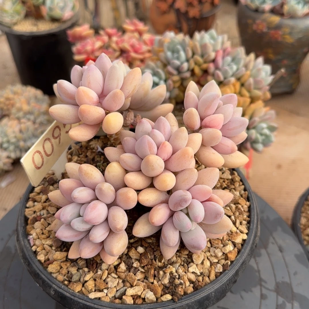 0095。       粉色恋人多肉