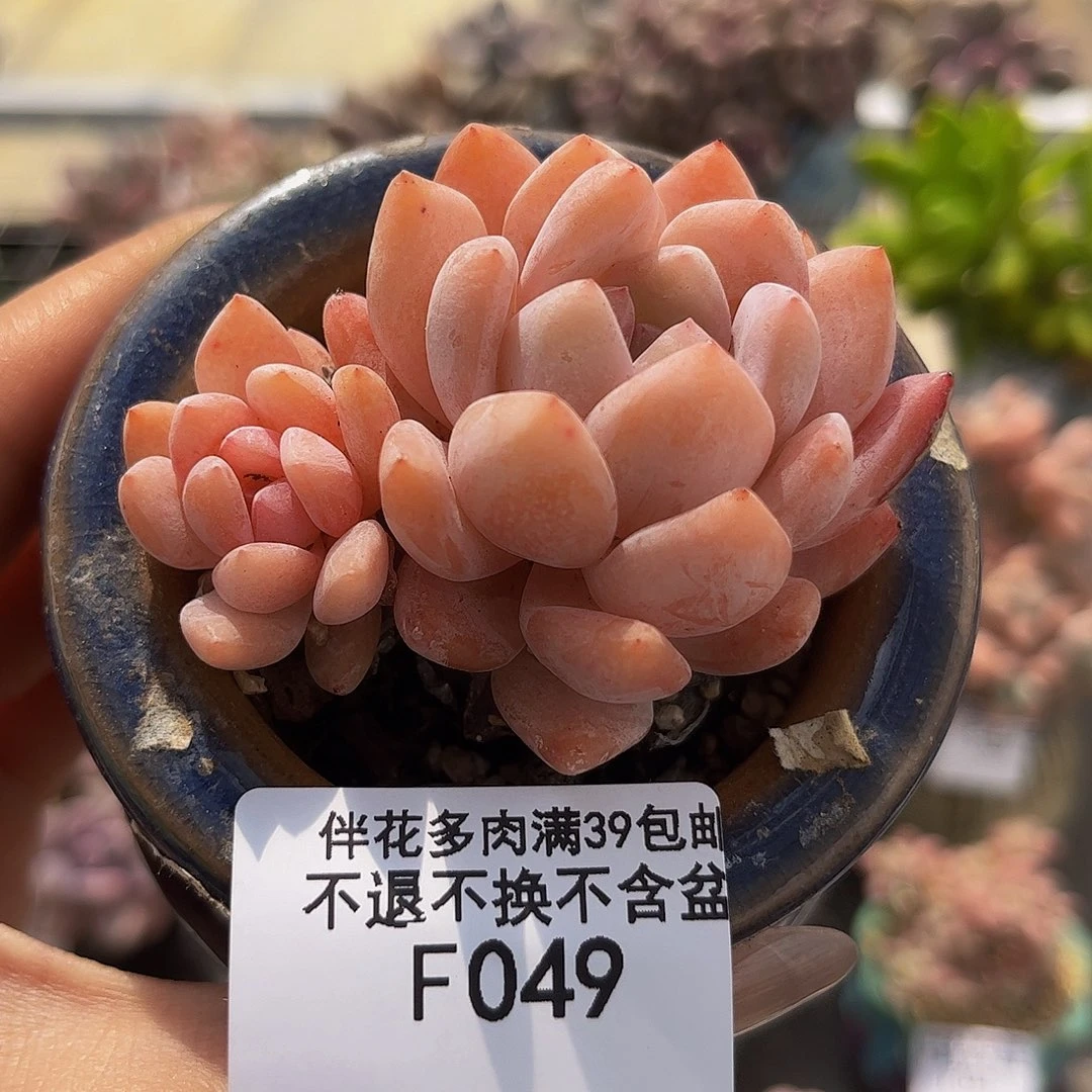 049-雪天使多肉5cm