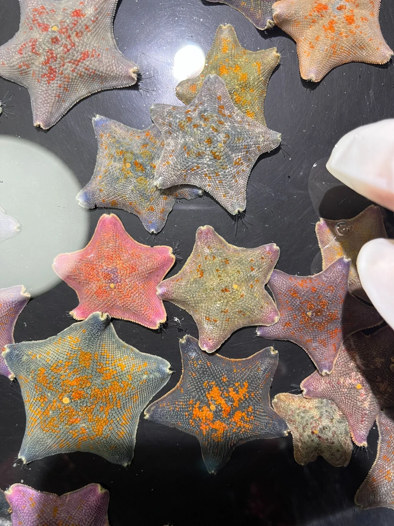 【海燕异色海星，活体宠物】（下单前请阅读商品详情页售前须知）