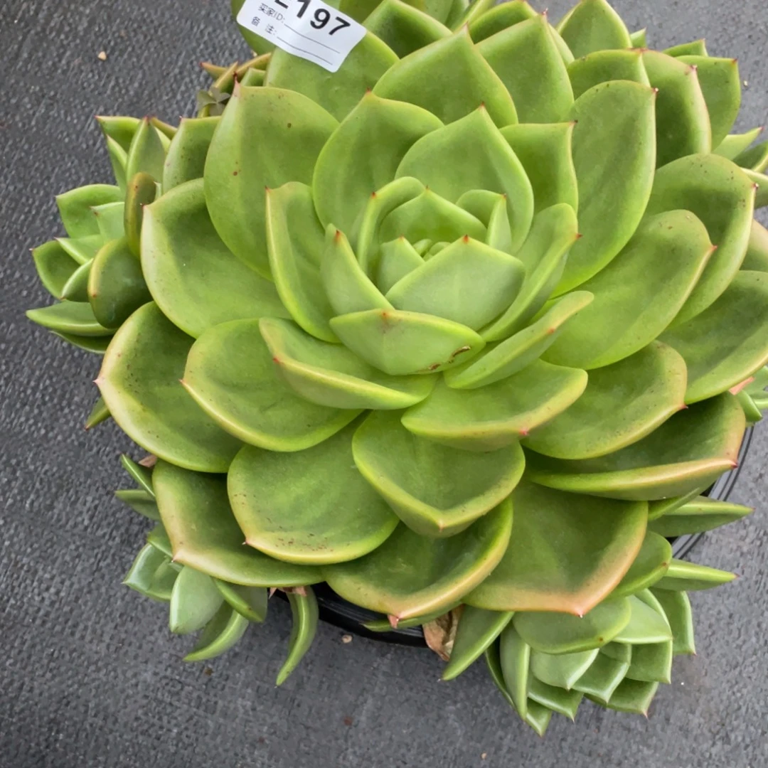 一***鱼无花朵若如东云单拍E197