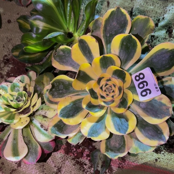 998王妃多肉植物不售后