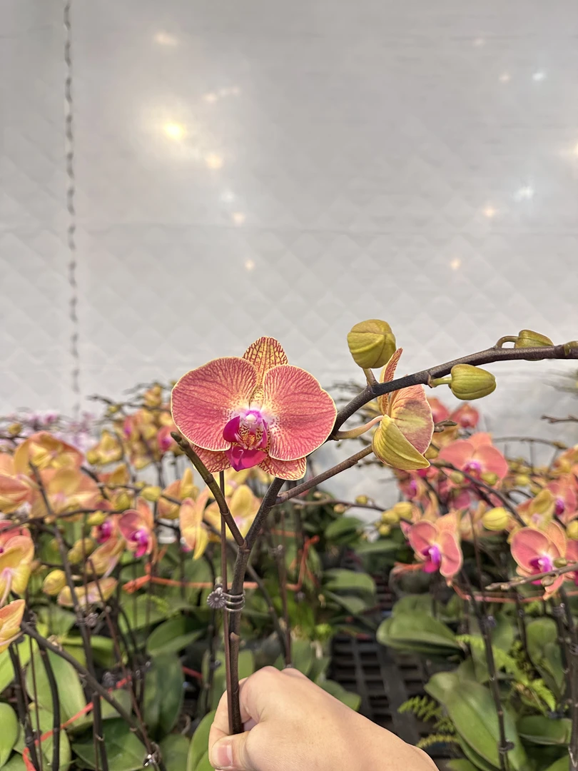 蝴蝶兰【砂糖桔】3.5寸杯广东基地高端花卉高端摆设乔迁开店送礼