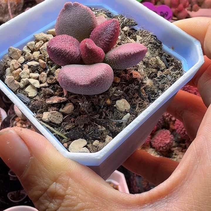 水蜜桃的味道真的很好闻