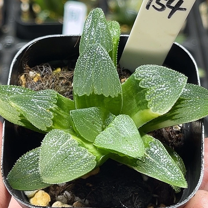 154柳叶蓝光磨面寿锦