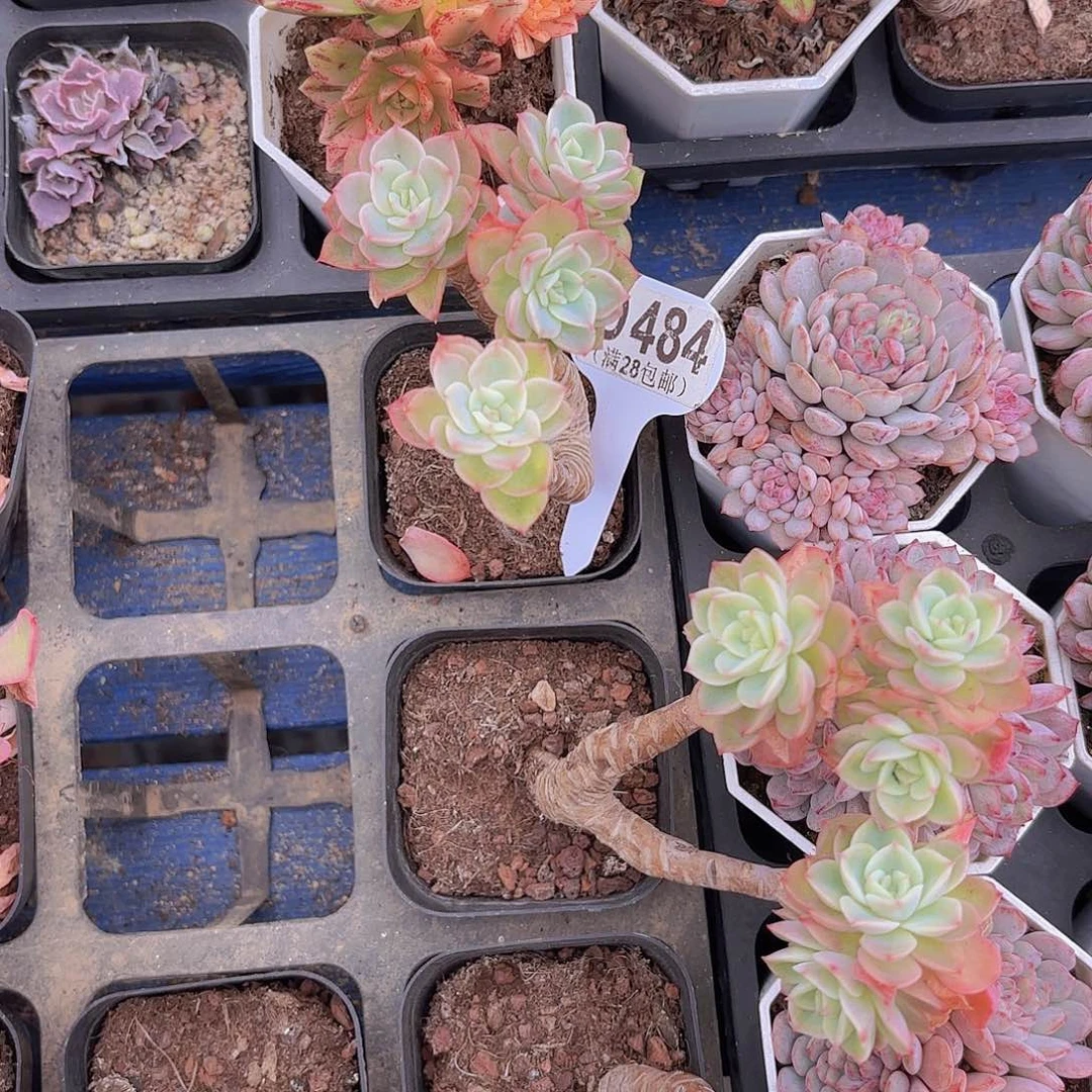 D484橙黄仙子一物一拍