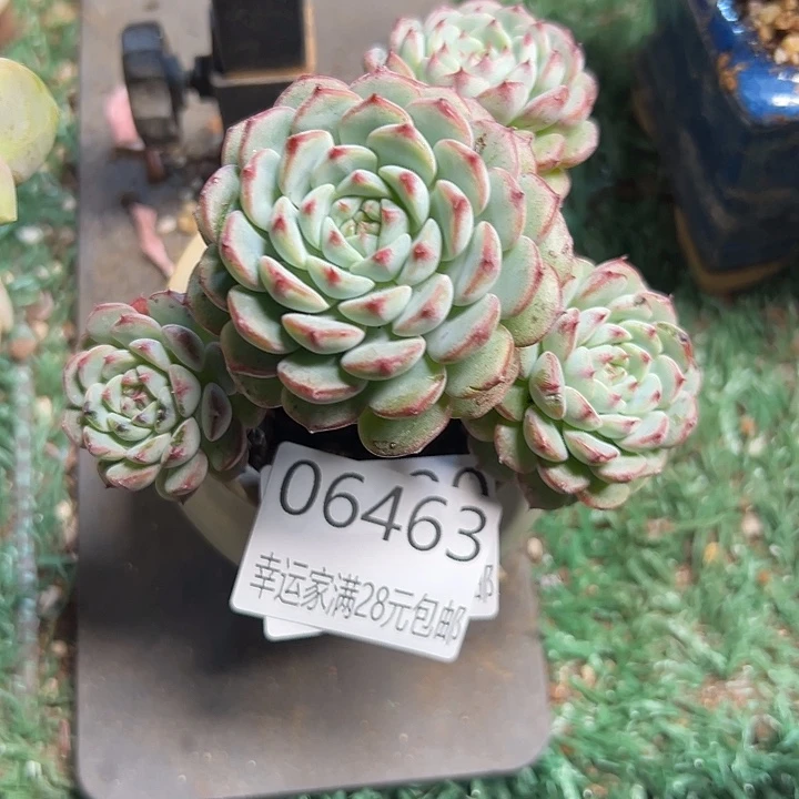 幸运的是我还没遇到你