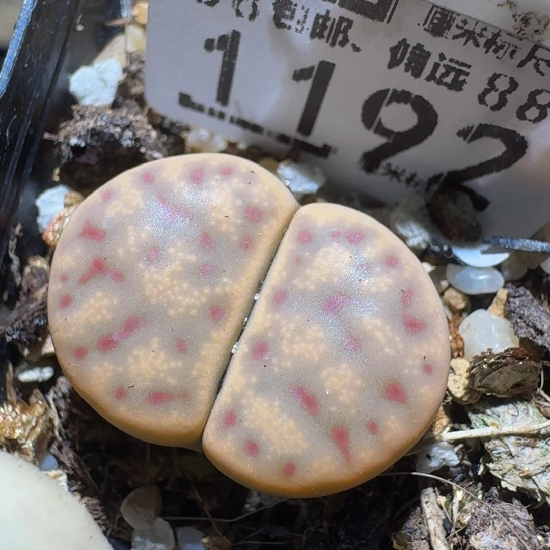 zzzz精品生石花肉锥1192