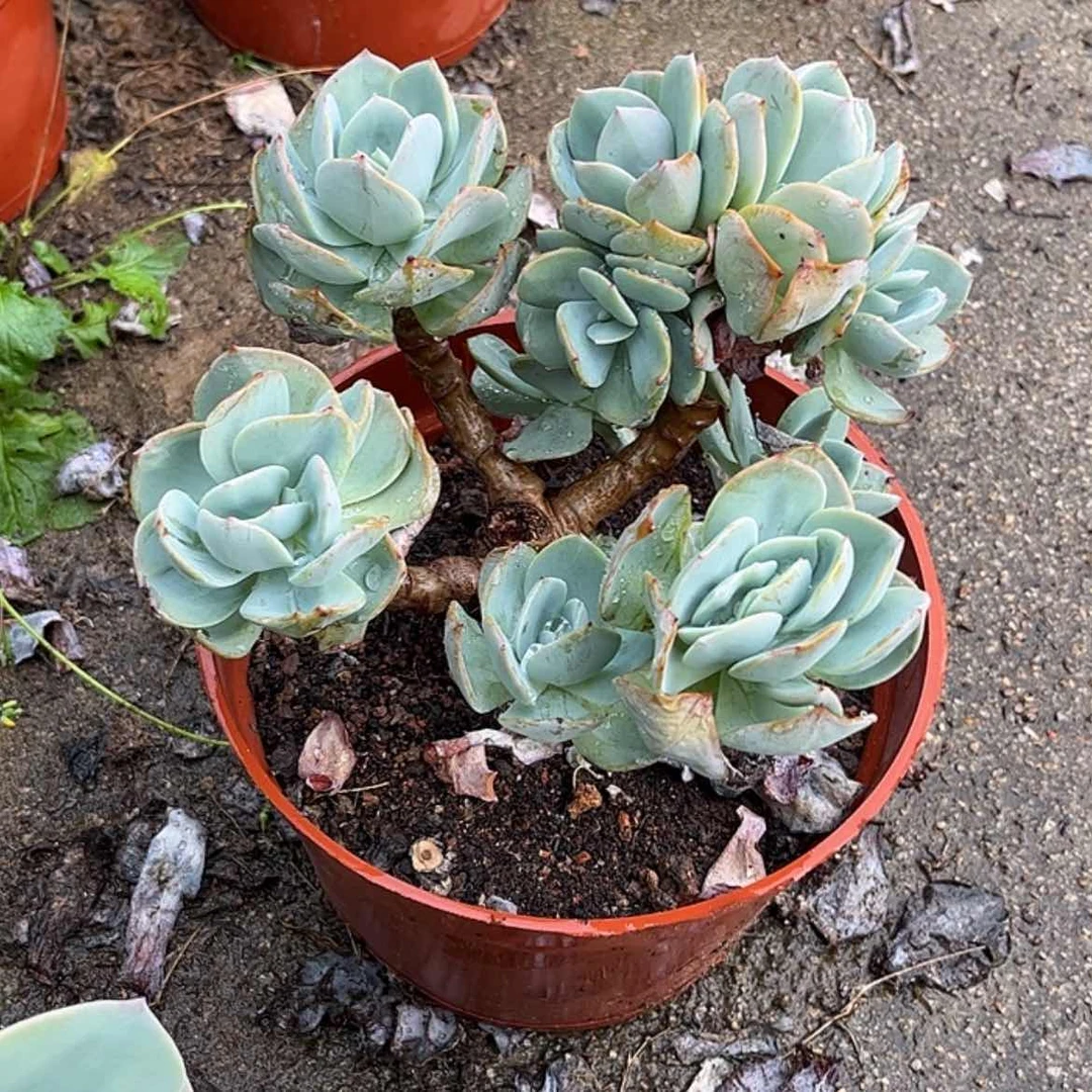 【闪购商品】无花朵莫*