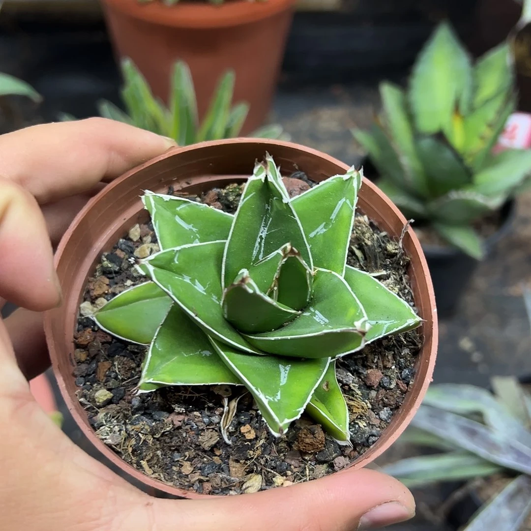 桃太郎龙舌兰系列