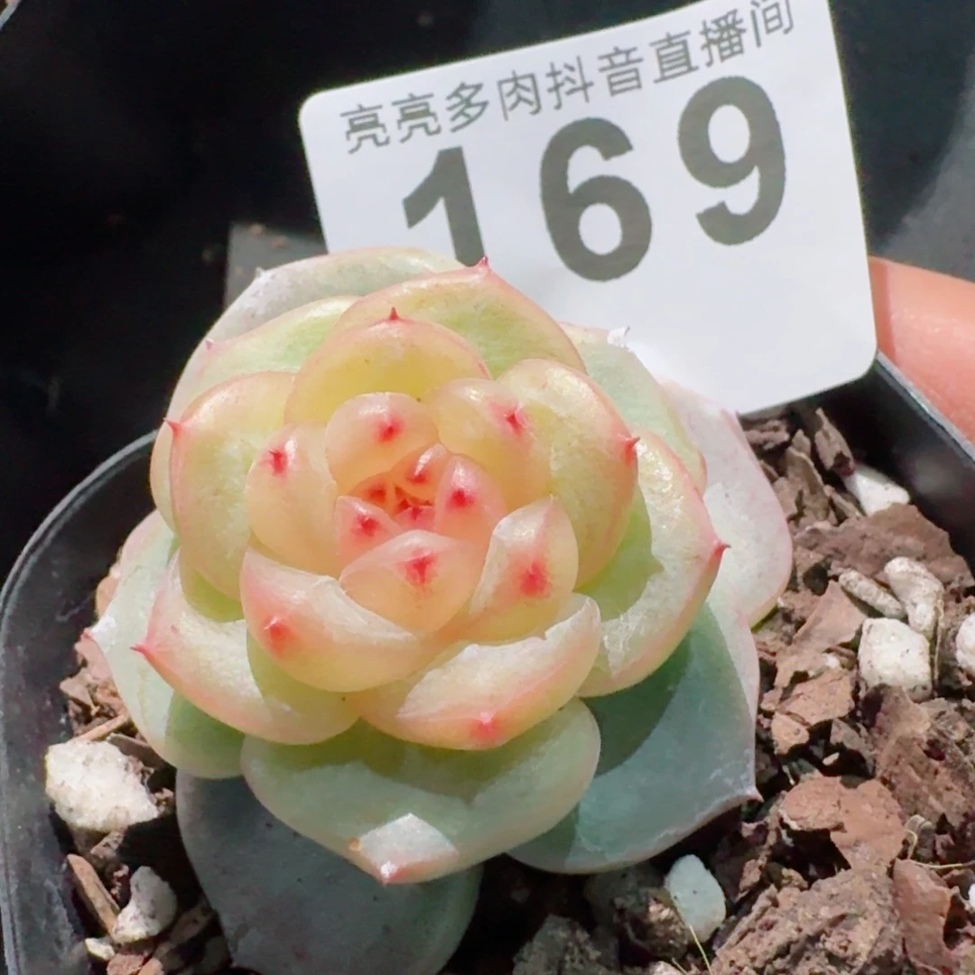 母本         精品多肉