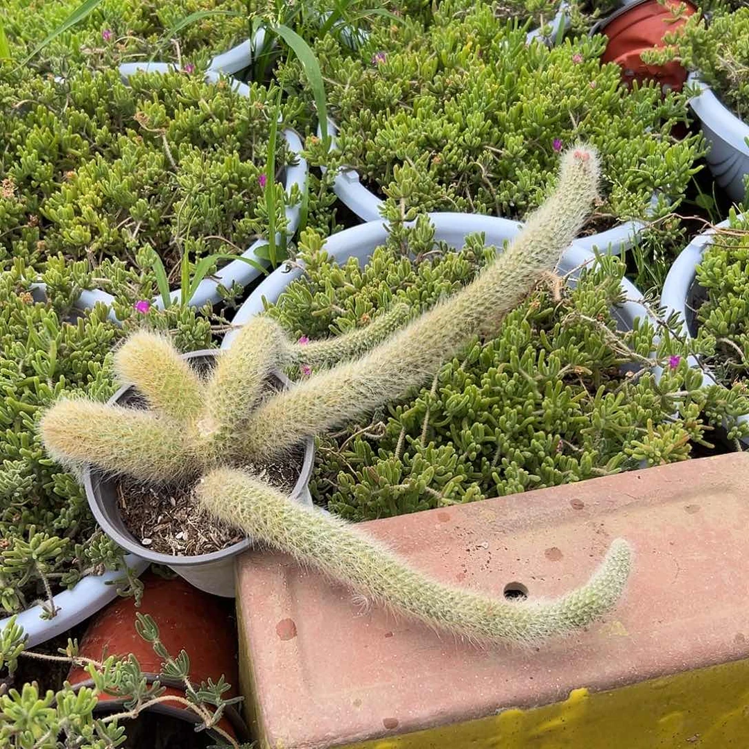 多肉植物九尾狐群