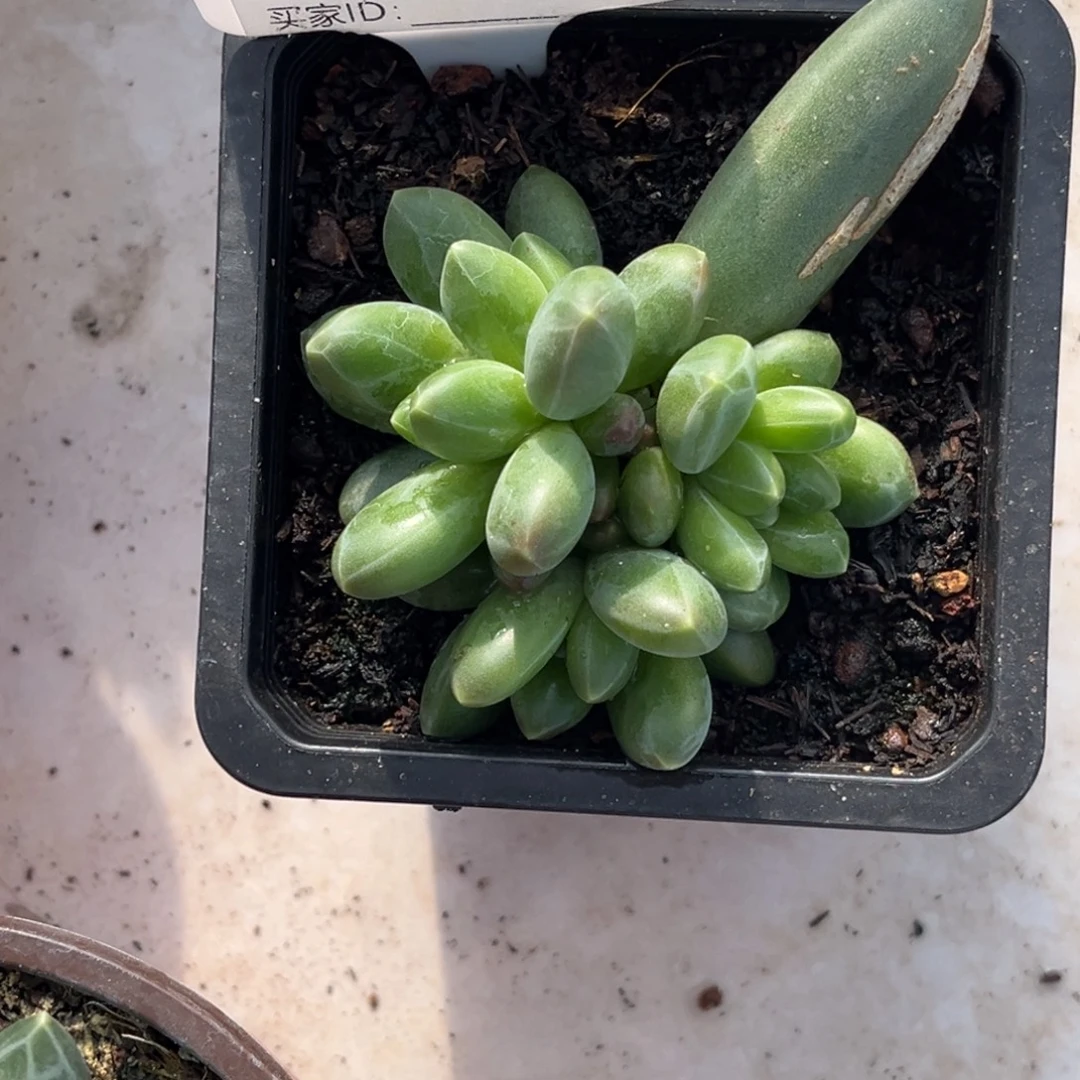 卡布奇诺多肉植物383