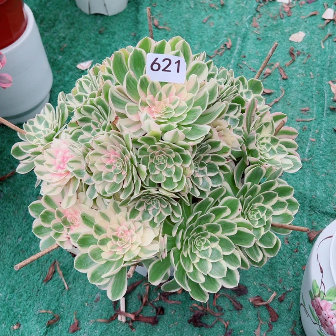 621孔雀翎法师多肉植物