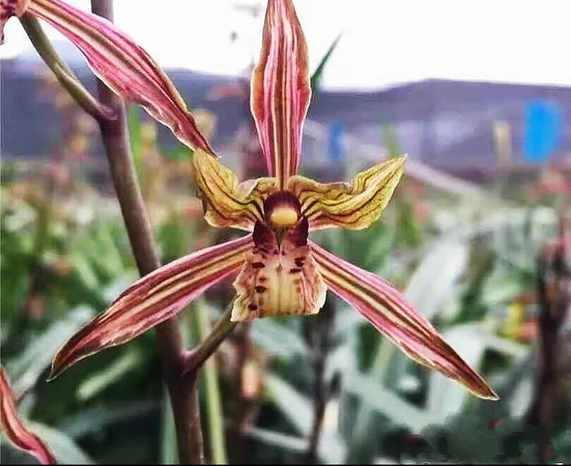 一路生花甄选-墨兰藏龙11-2月花期一杆多花浓香型