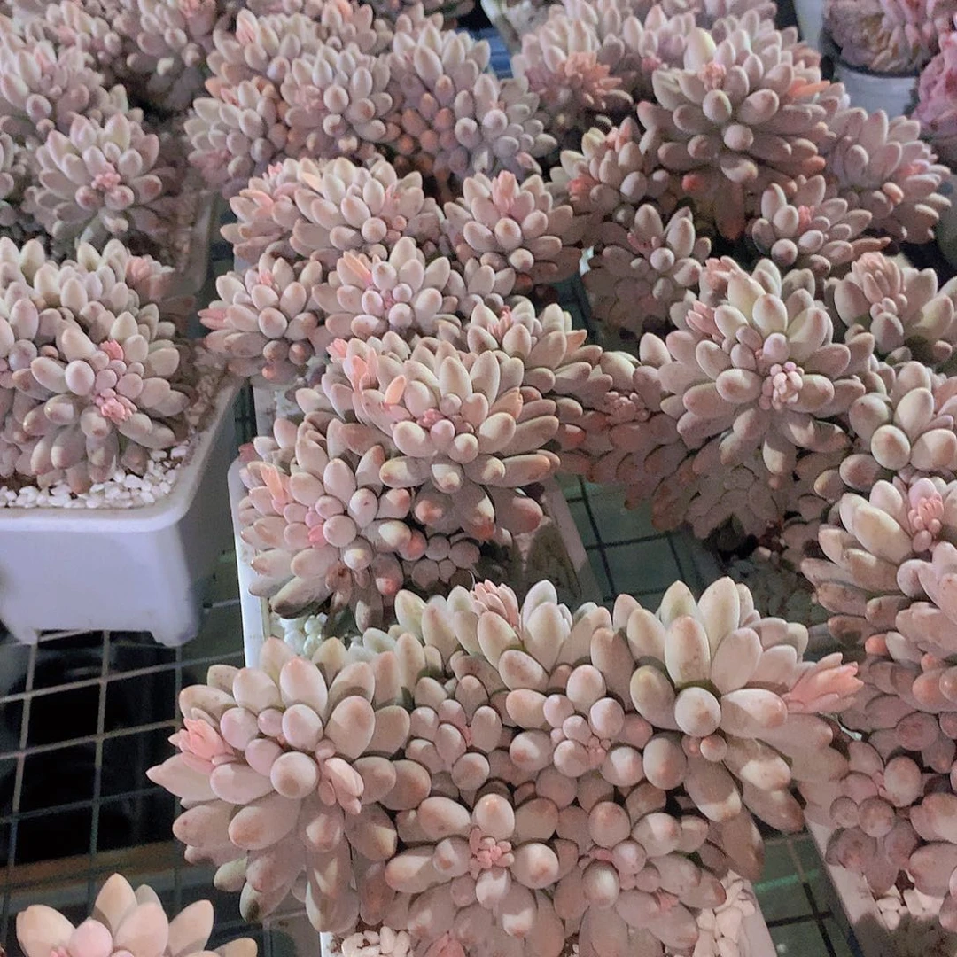 婴儿手指245678999000