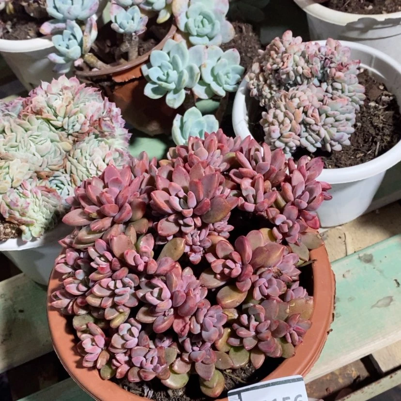 【闪购商品】紫心05156