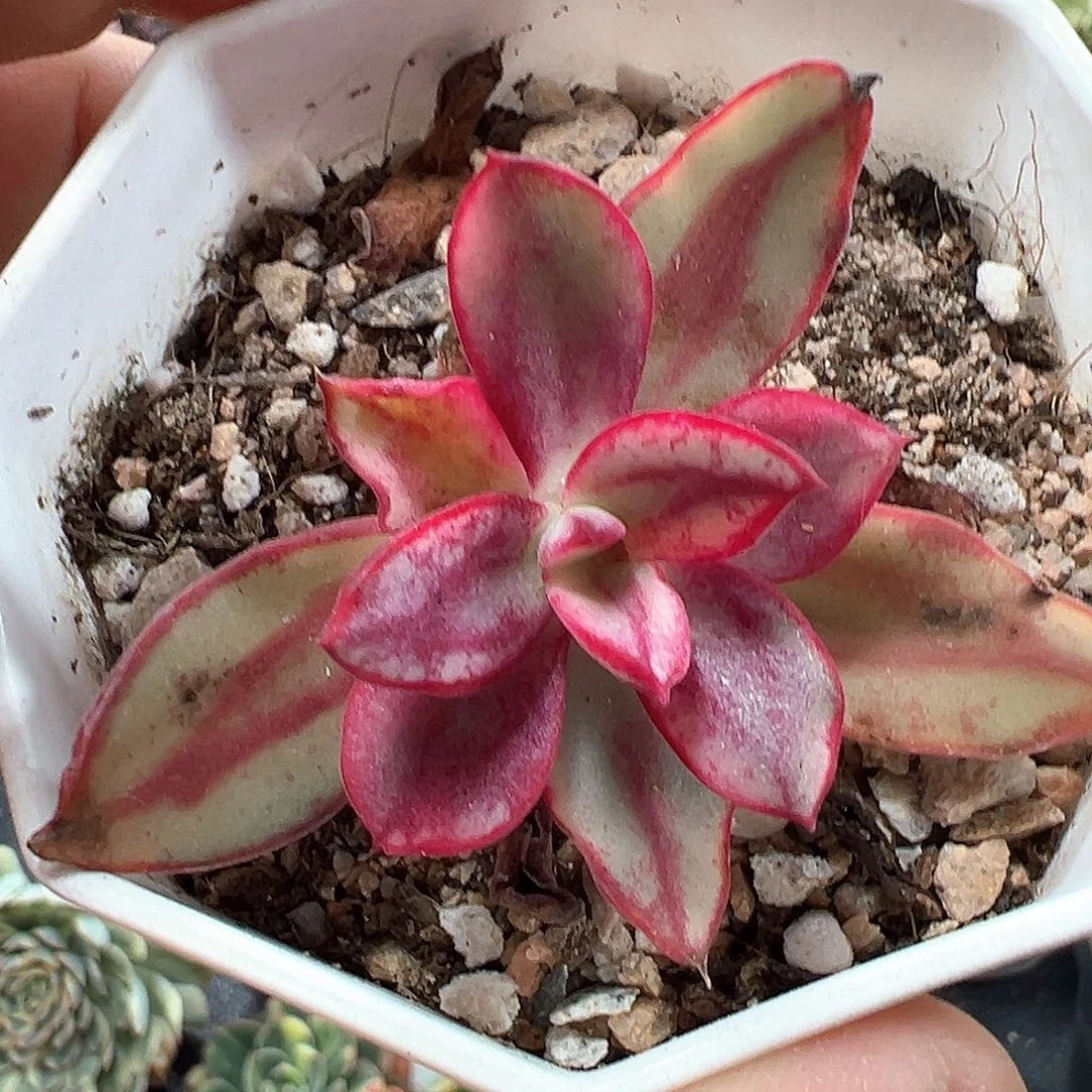 龙骨红丝锦 小方花圃一物一拍