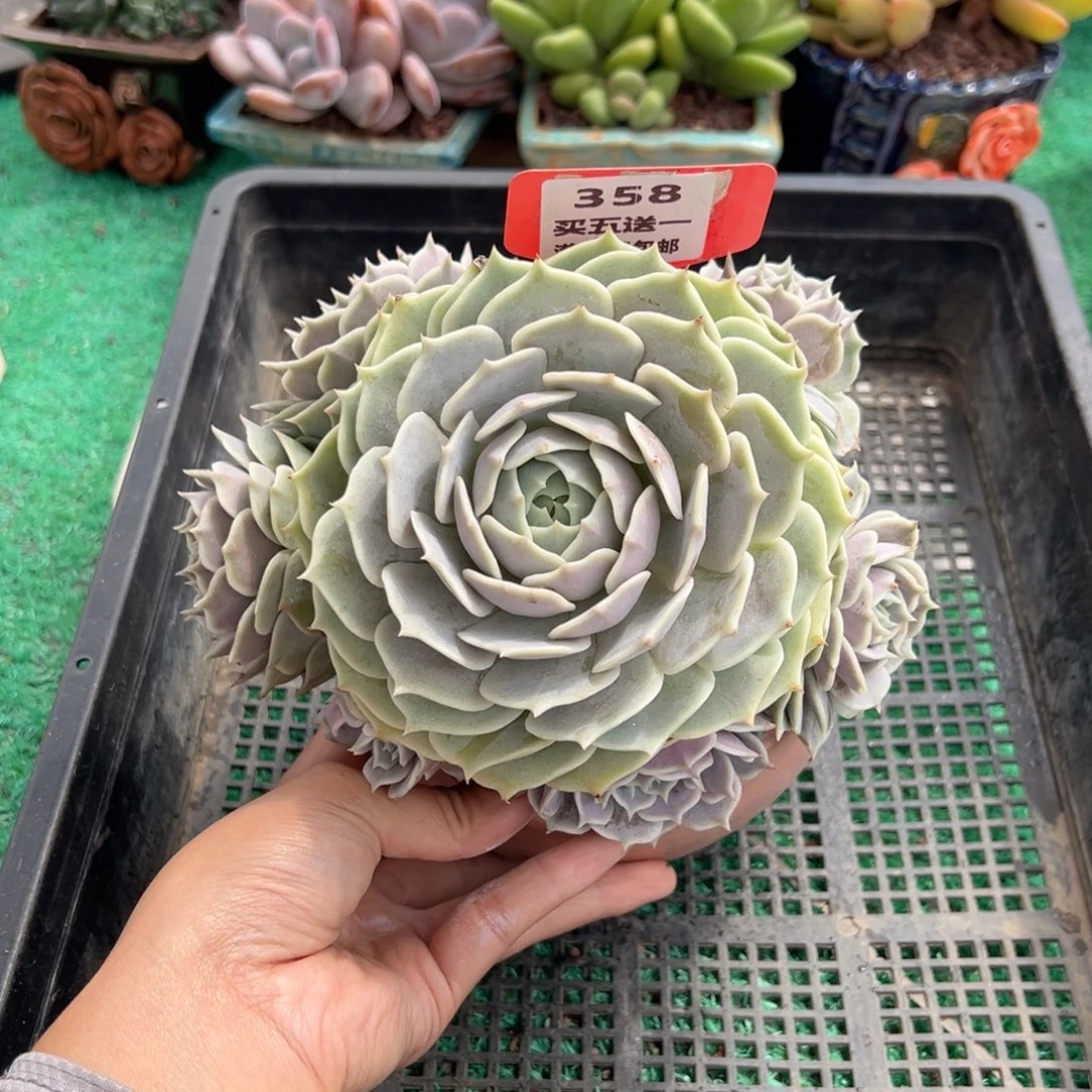 表妹精品多肉植物358.
