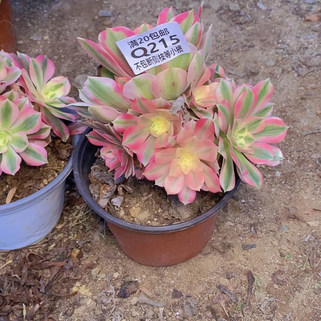 215女巫多肉法师锦多肉