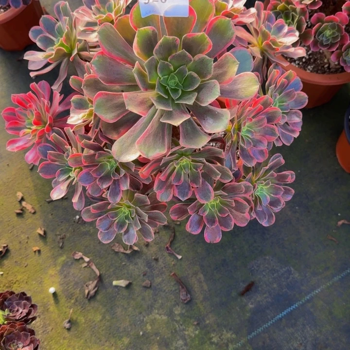 0000000000926玫瑰花脸