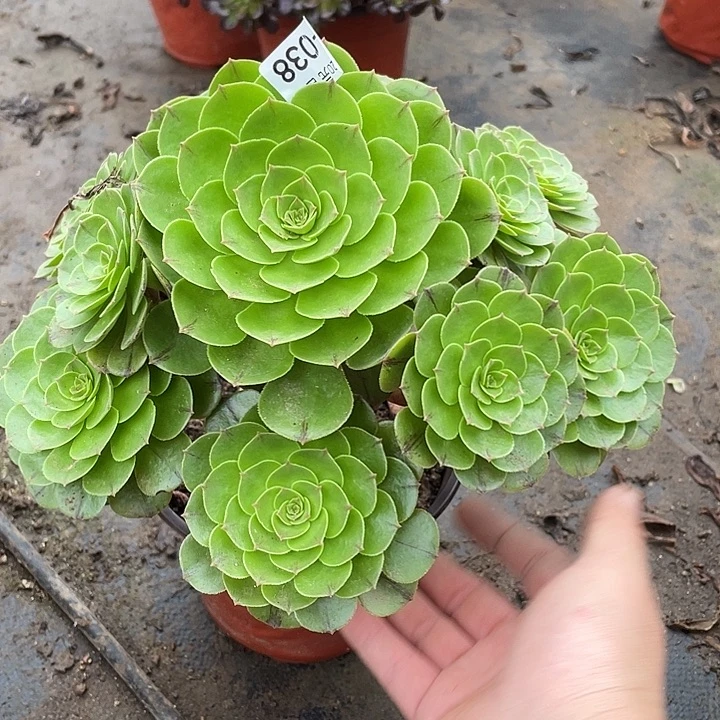 38万拉丝多肉植物法师