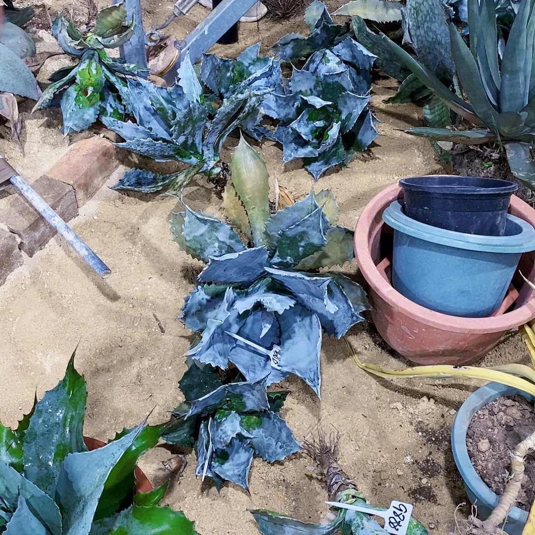 大*1586武藏纺一颗111