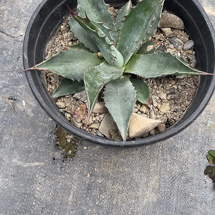 毛****无花朵龙舌兰绿色植物