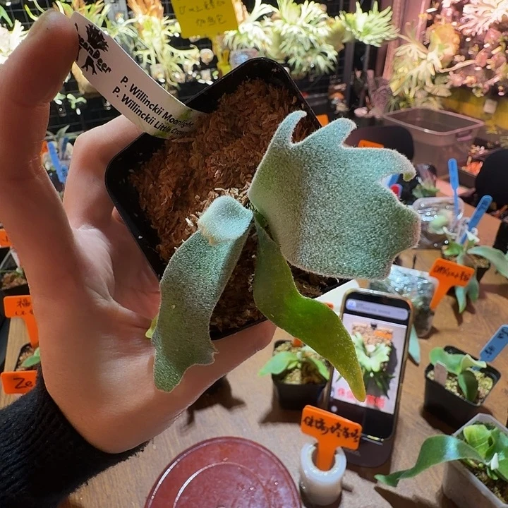 无花朵鹿野直播间竞拍月光混小皇冠