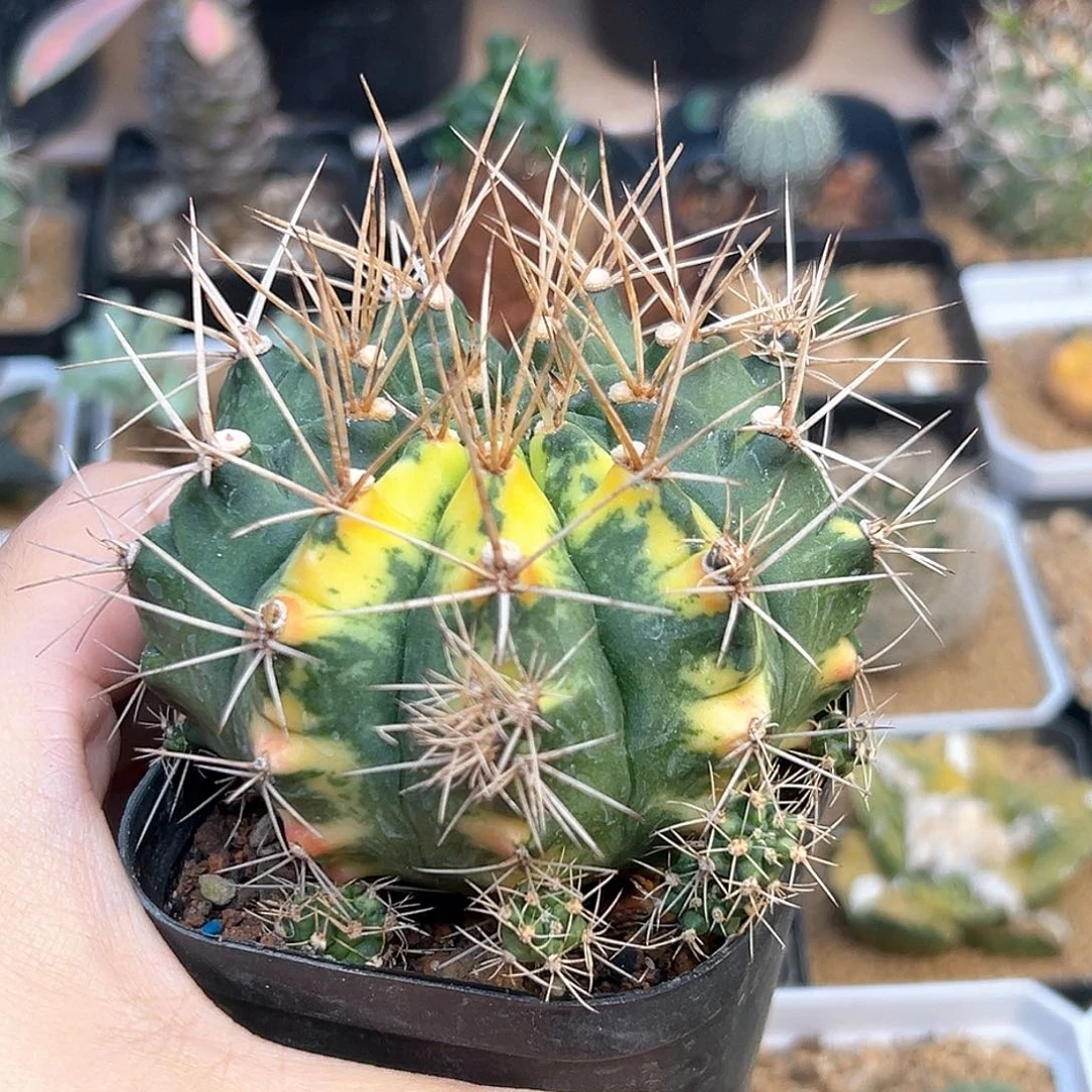 超刺翠晃冠锦一颗