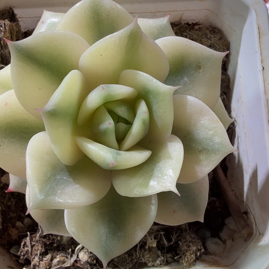 贝加尔湖锦，多肉植物。