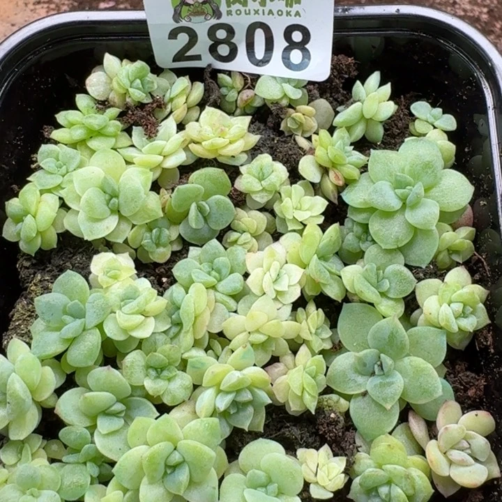 无花朵多肉植物多肉植物