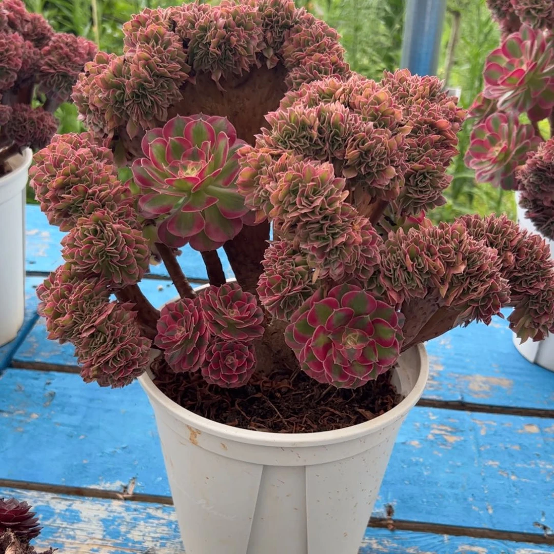 粉女郎缀化朵缀老桩