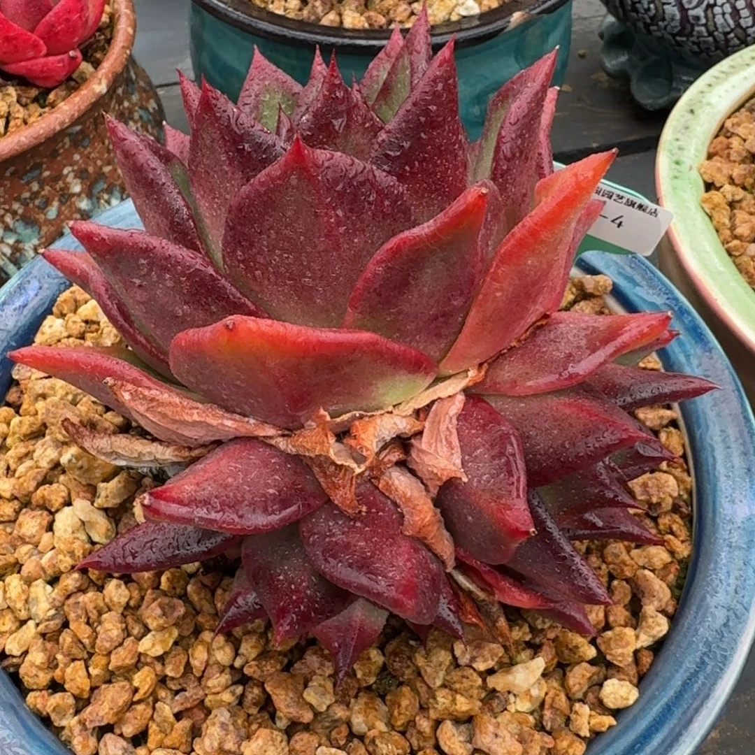 从前慢多肉精选编号1217.4