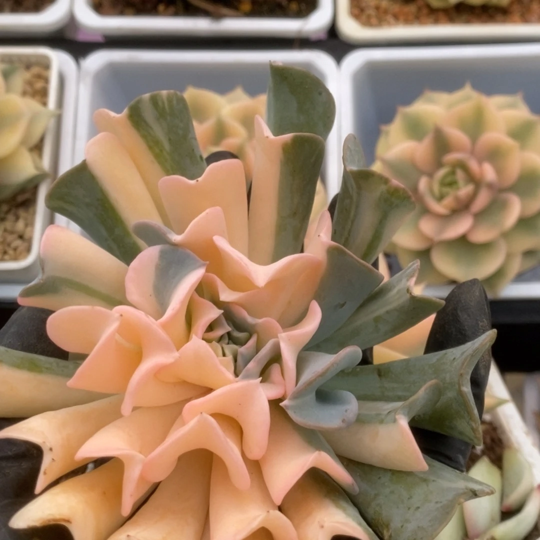 014特玉莲锦锦锦锦锦锦锦