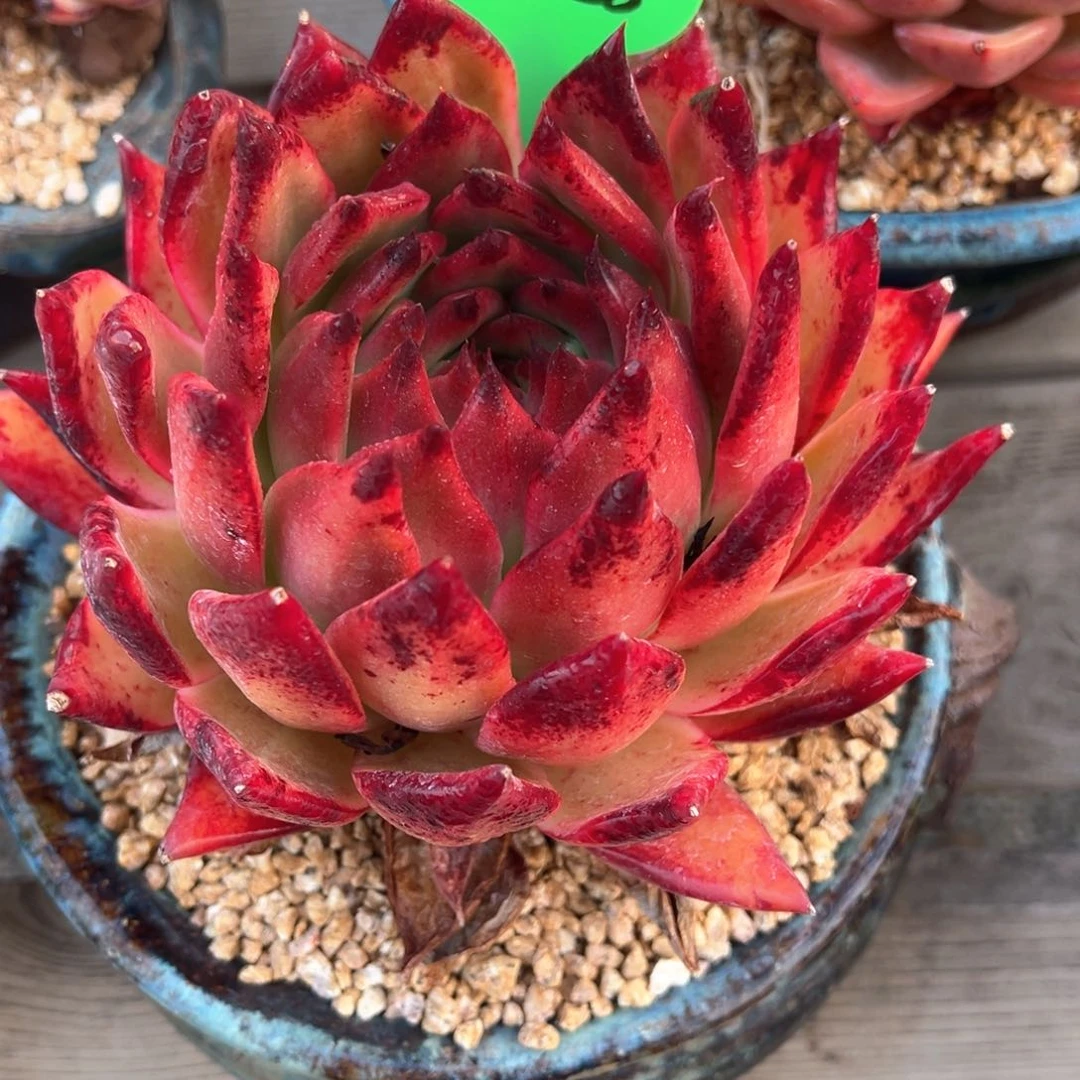 8*2.13.28韩系东云