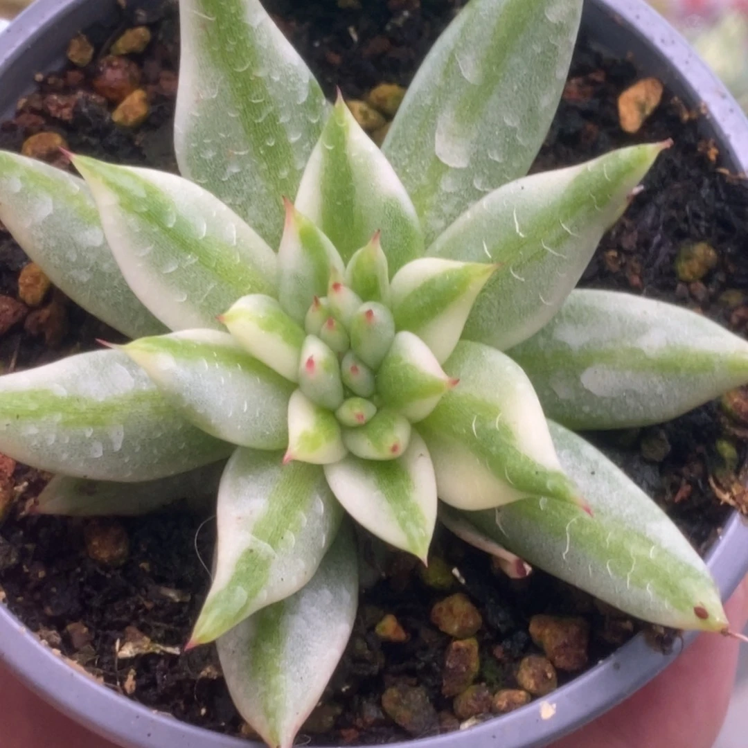 201艾克魂锦锦锦锦锦锦锦锦