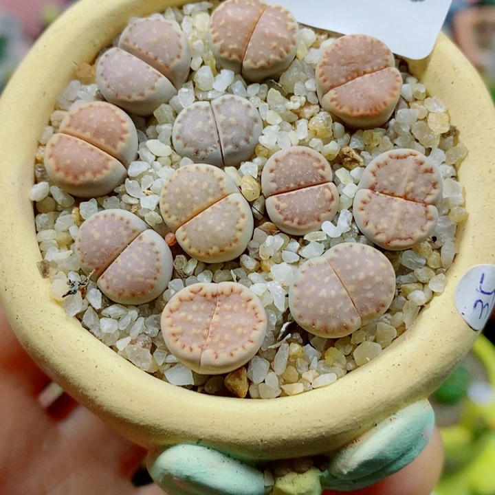 生石花花花花花花花358