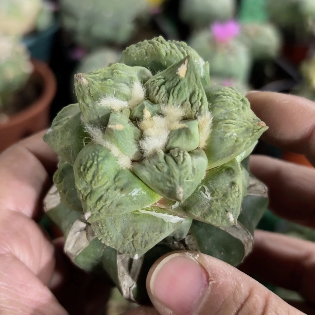 福利怒涛牡丹仙人球541