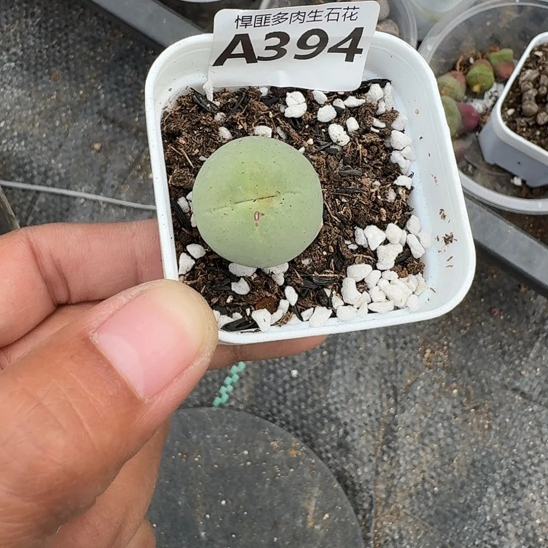 394多肉植物多肉植物