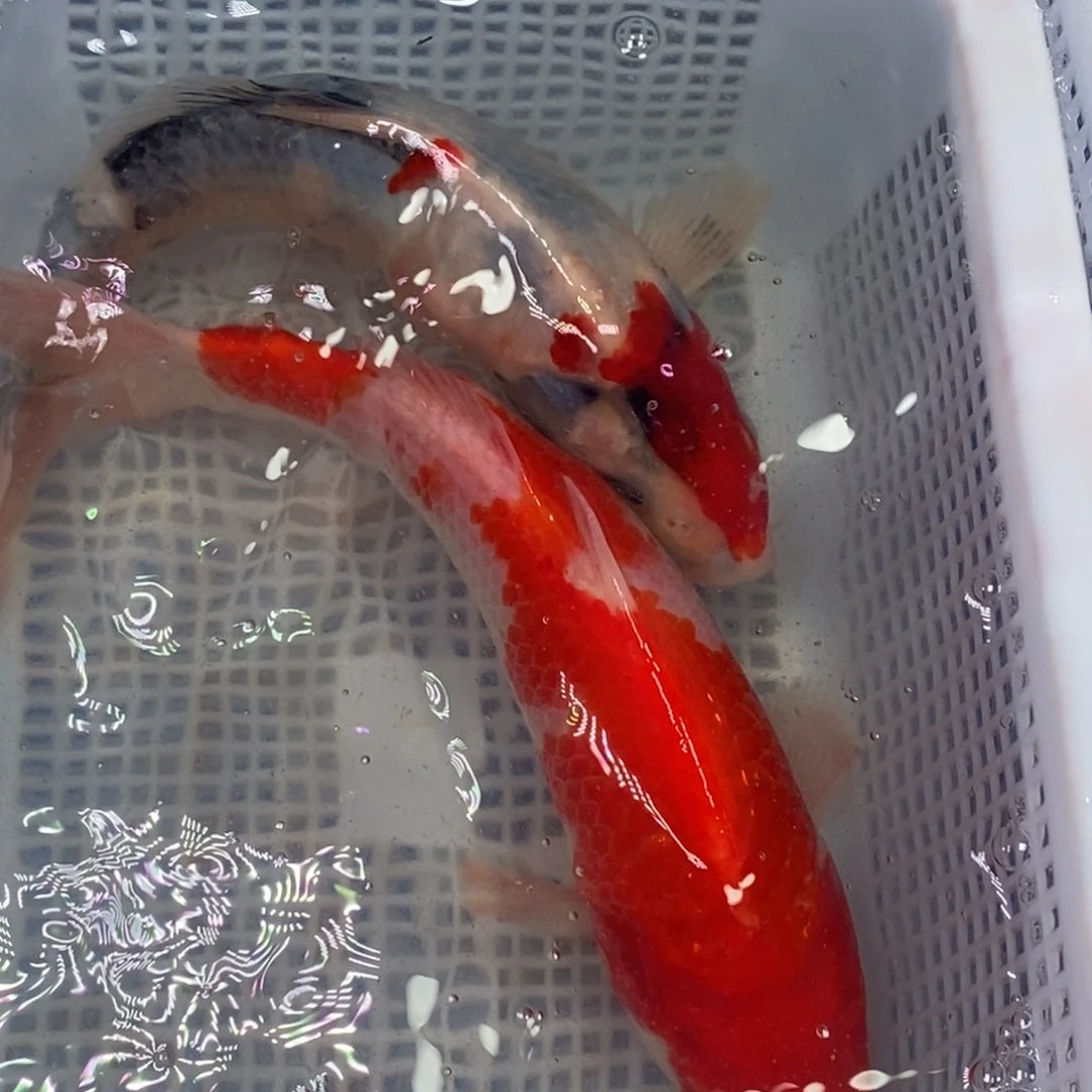 锦鲤锦鲤（无开箱视频不售后）