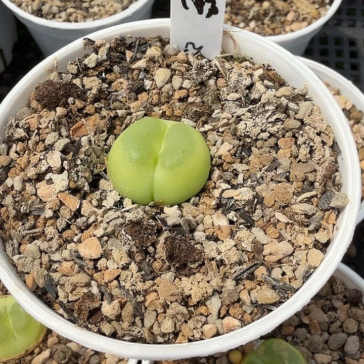 轻****L多肉拉登一颗啊啊啊啊