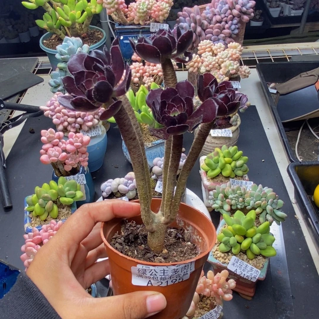 195丸叶法师多肉有砍